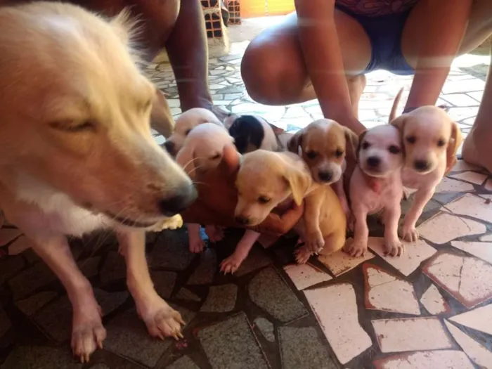 Cachorro ra a Mistiso idade 2 a 6 meses nome Cachorros filhotes