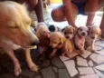 Cachorros filhotes