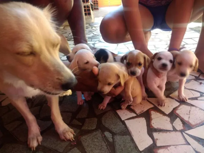 Cachorro ra a Mistiso idade 2 a 6 meses nome Cachorros filhotes