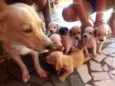 Cachorros filhotes