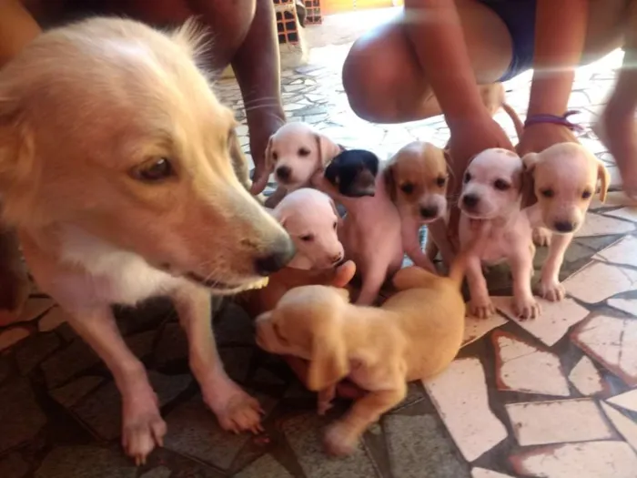 Cachorro ra a Mistiso idade 2 a 6 meses nome Cachorros filhotes