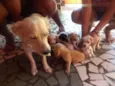 Cachorros filhotes