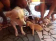 Cachorros filhotes