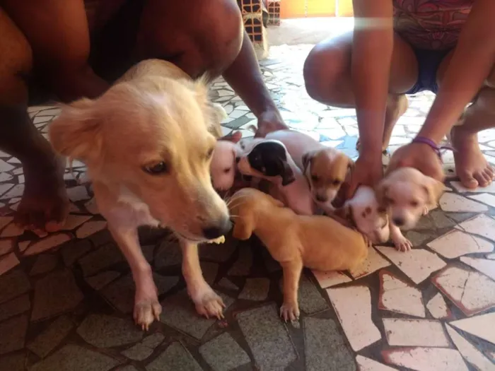 Cachorro ra a Mistiso idade 2 a 6 meses nome Cachorros filhotes