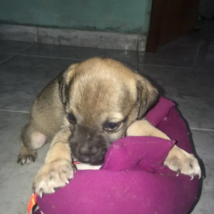 Cachorro ra a SDR idade Abaixo de 2 meses nome Caramelo