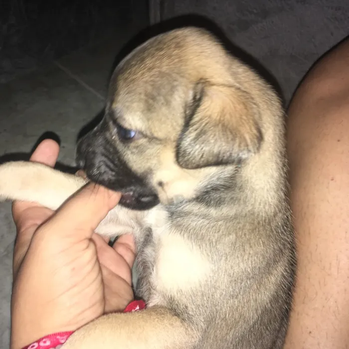 Cachorro ra a SDR idade Abaixo de 2 meses nome Caramelo