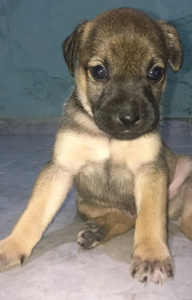 Cachorro ra a SDR idade Abaixo de 2 meses nome Caramelo