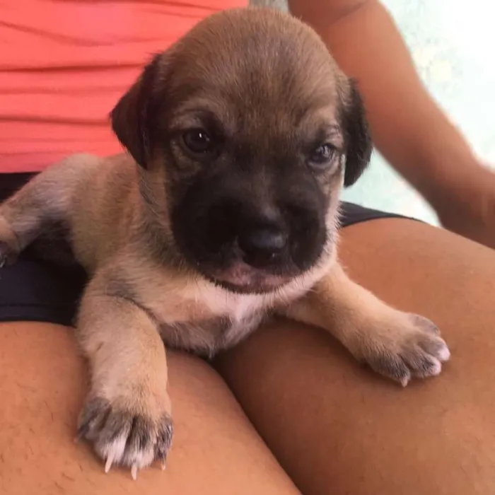 Cachorro ra a SDR idade Abaixo de 2 meses nome Caramelo