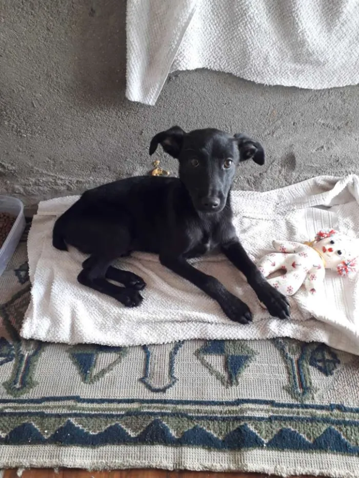 Cachorro ra a Vira lata  idade 2 a 6 meses nome Sem nome