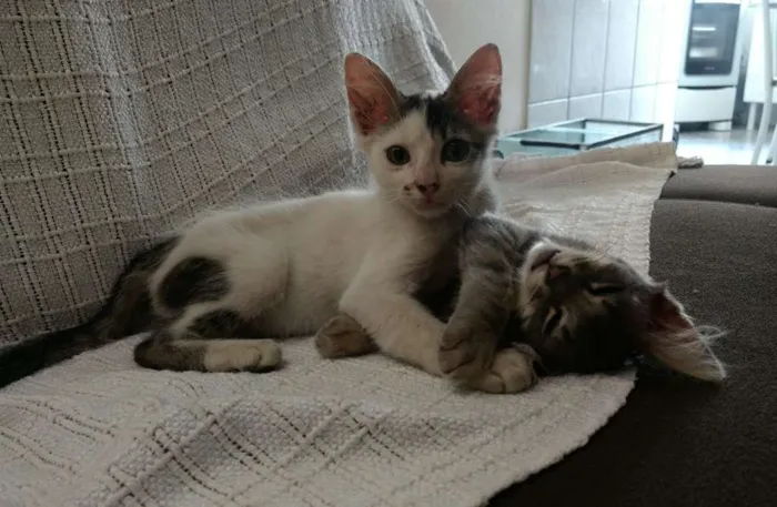 Gato ra a Srd idade 2 a 6 meses nome Sem nome