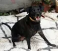 Totó