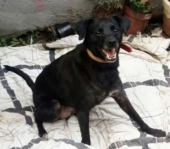 Cachorro ra a SRD idade 3 anos nome Totó