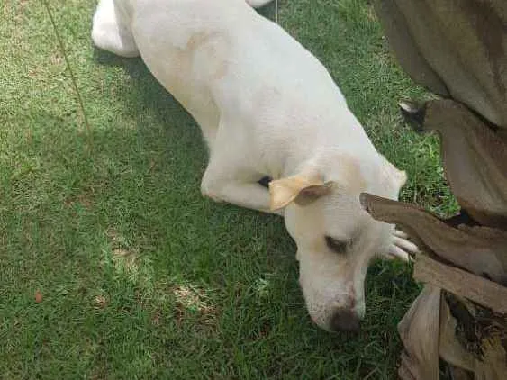 Cachorro ra a Labrador idade 1 ano nome Don