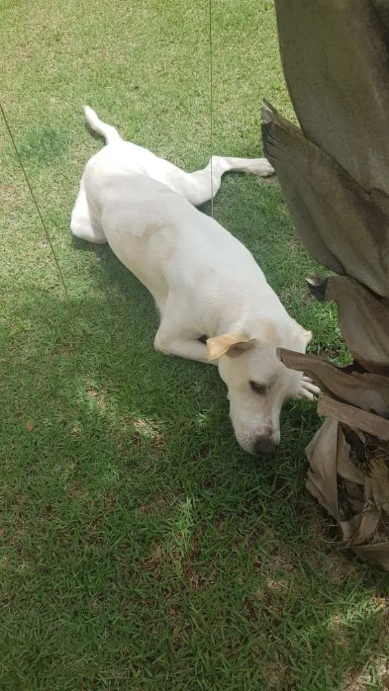 Cachorro ra a Labrador idade 1 ano nome Don