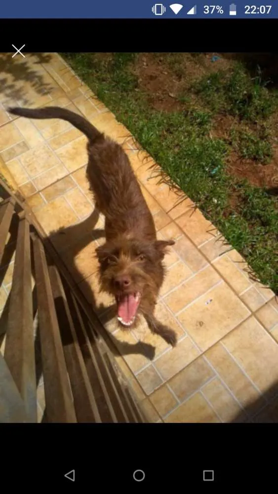 Cachorro ra a Vira lata idade 7 a 11 meses nome Morena