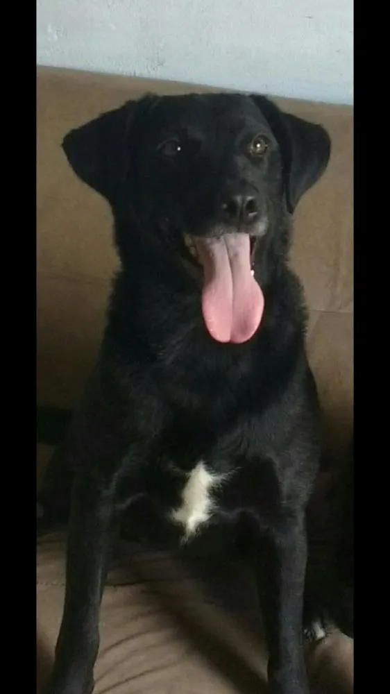 Cachorro ra a Indefinida idade 2 anos nome Mendy