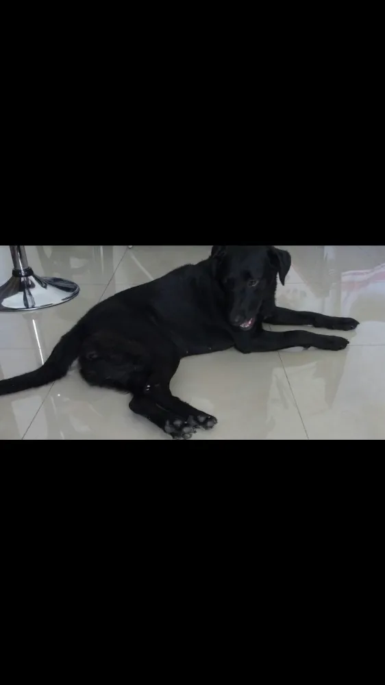 Cachorro ra a Indefinida idade 2 anos nome Mendy
