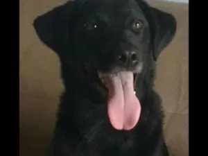 Cachorro raça Indefinida idade 2 anos nome Mendy