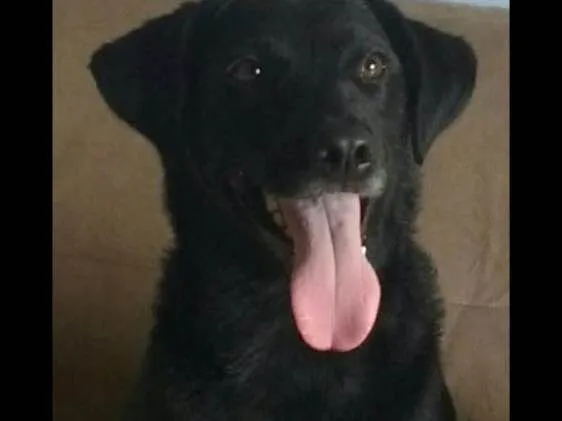 Cachorro ra a Indefinida idade 2 anos nome Mendy