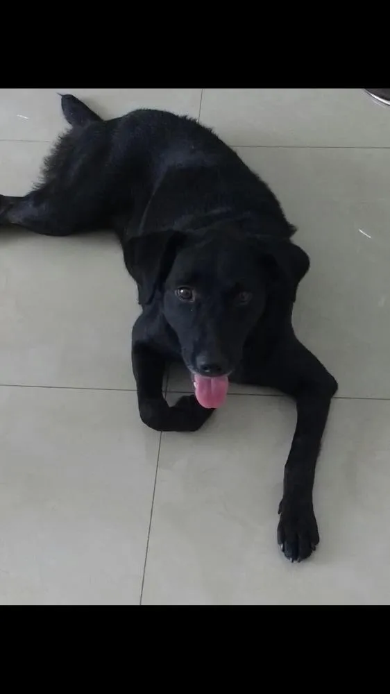 Cachorro ra a Indefinida idade 2 anos nome Mendy