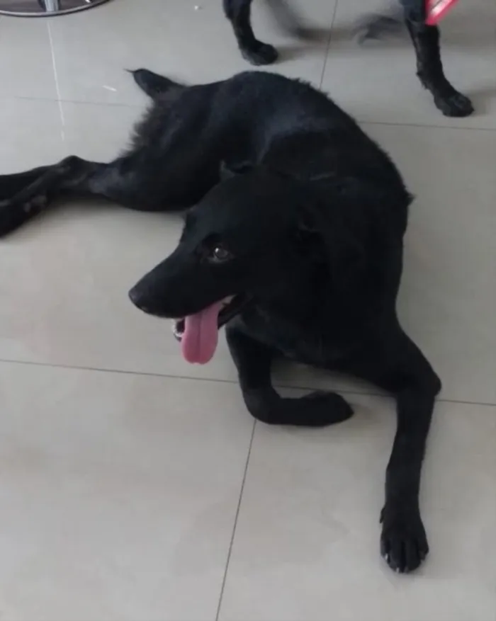 Cachorro ra a Indefinida idade 2 anos nome Mendy