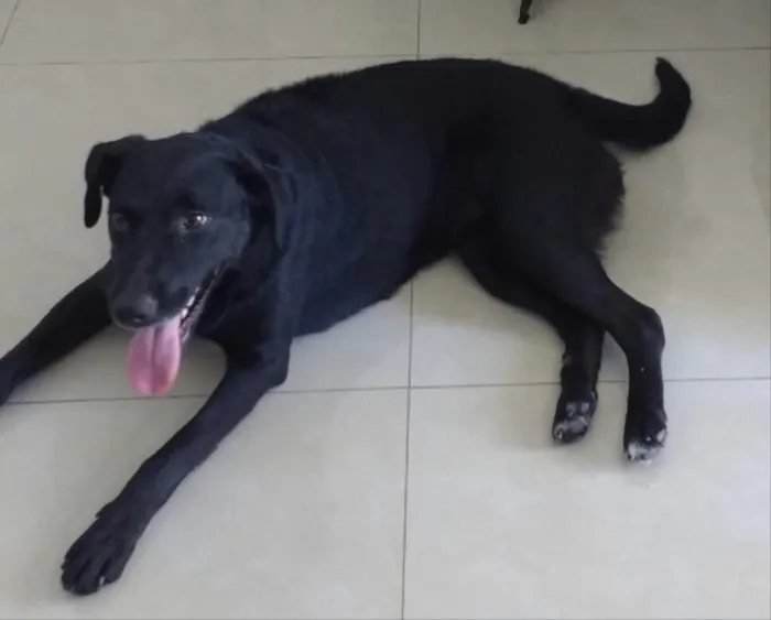 Cachorro ra a Indefinida idade 2 anos nome Mendy