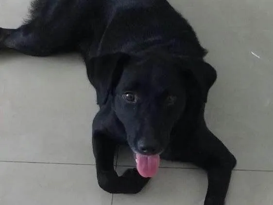 Cachorro ra a Indefinida idade 2 anos nome Mendy