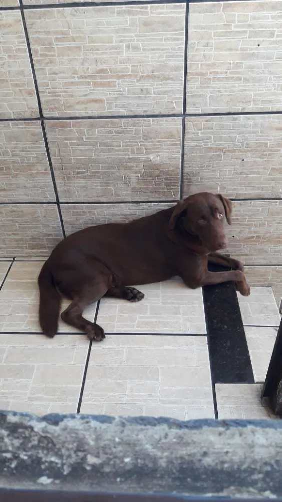 Cachorro ra a Labrador idade 2 anos nome Killua