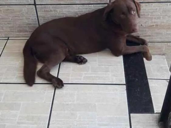 Cachorro ra a Labrador idade 2 anos nome Killua
