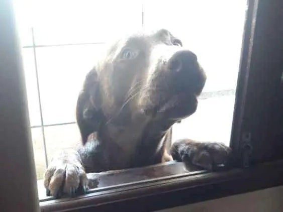 Cachorro ra a Labrador idade 2 anos nome Killua