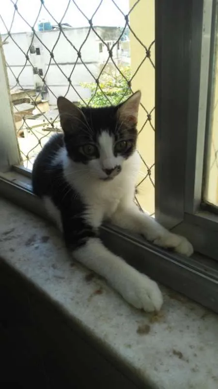 Gato raça SRD idade 2 a 6 meses nome Zelda