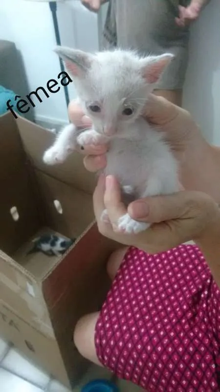 Gato raça SRD idade Abaixo de 2 meses nome Sem nome