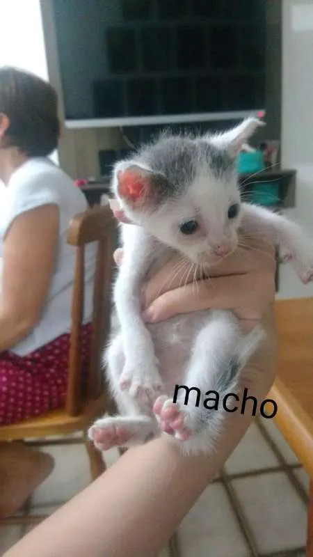 Gato raça SRD idade Abaixo de 2 meses nome Sem nome