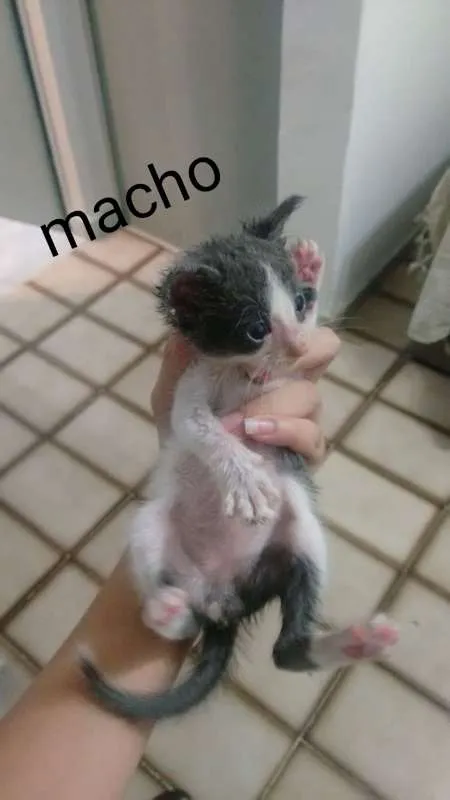 Gato raça SRD idade Abaixo de 2 meses nome Sem nome