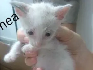 Gato raça SRD idade Abaixo de 2 meses nome Sem nome