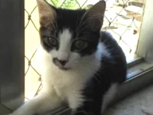 Gato raça SRD idade 2 a 6 meses nome Zelda