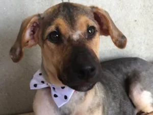 Cachorro raça Srd idade 1 ano nome Zack