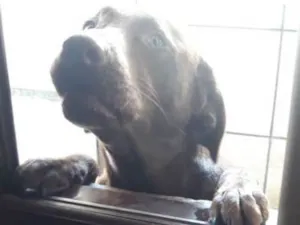 Cachorro raça Labrador idade 2 anos nome Killua