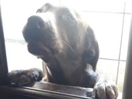 Cachorro ra a Labrador idade 2 anos nome Killua