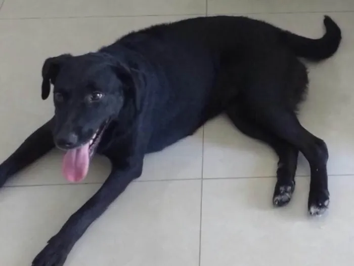 Cachorro ra a Indefinida idade 2 anos nome Mendy