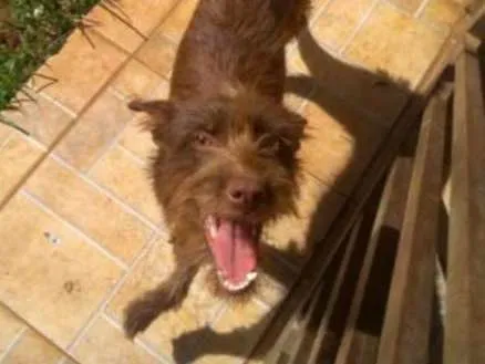 Cachorro ra a Vira lata idade 7 a 11 meses nome Morena