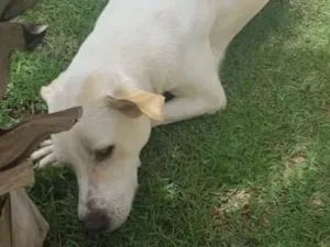 Cachorro raça Labrador idade 1 ano nome Don