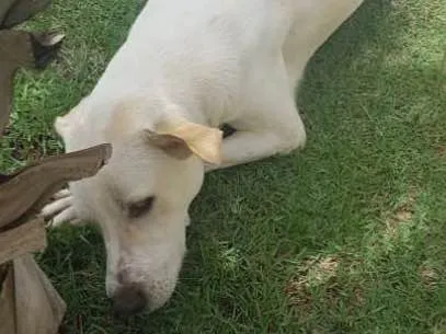 Cachorro ra a Labrador idade 1 ano nome Don