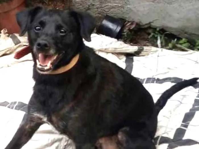 Cachorro ra a SRD idade 3 anos nome Totó