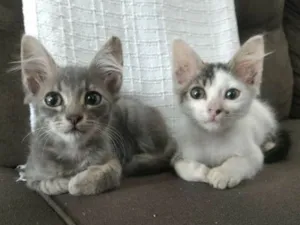 Gato raça Srd idade 2 a 6 meses nome Sem nome