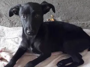 Cachorro raça Vira lata  idade 2 a 6 meses nome Sem nome