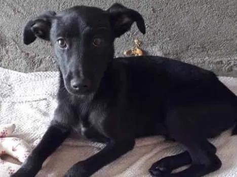 Cachorro ra a Vira lata  idade 2 a 6 meses nome Sem nome