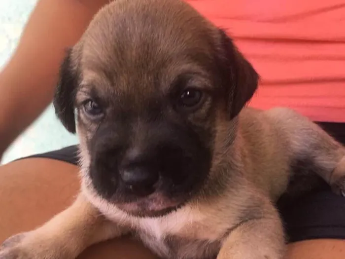 Cachorro ra a SDR idade Abaixo de 2 meses nome Caramelo