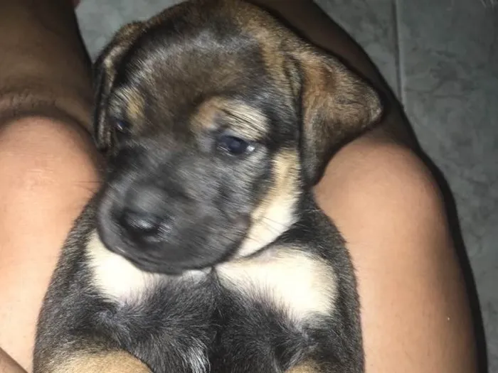 Cachorro ra a SDR idade Abaixo de 2 meses nome Marrom