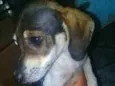 Bela